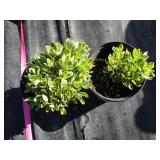 Sedum, variegated, qty 2...