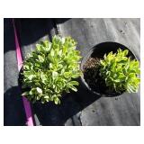 Sedum, variegated, qty 2...