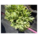 Sedum, variegated, qty 2...