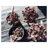 Coral Bells, purple, qty 3...