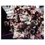 Coral Bells, purple, qty 3...