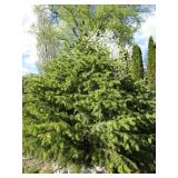 Black Hills Spruce, approx 5ft tall...