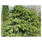 Black Hills Spruce, approx 5ft tall...