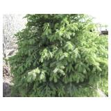 Black Hills Spruce, approx 5ft tall...