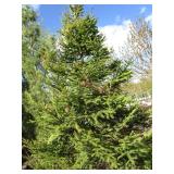 Spruce, marked Norway...