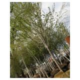 Autumn Blaze Maple, approx 19ft wit...