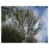 Autumn Blaze Maple, approx 19ft wit...