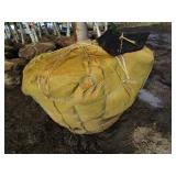Autumn Blaze Maple, approx 19ft wit...