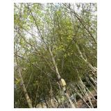 Whitespire Birch, with 2" caliper...