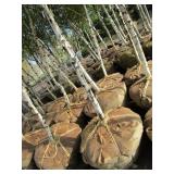 Whitespire Birch, with 2" caliper...