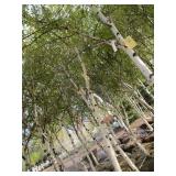 Whitespire Birch, with 2" caliper...
