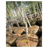 Whitespire Birch, with 2" caliper...