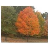 Green Mountain Maple, approx 16ft w...
