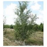 Whitespire Birch, approx 16ft with ...