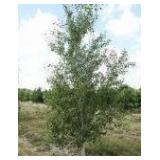 Whitespire Birch, 14-15ft with 3" c...