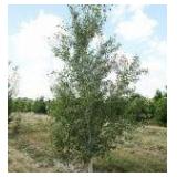 Whitespire Birch, 14-15ft with 3" c...