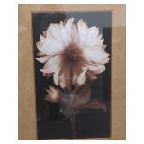 Framed Dahlia 2 By Kelly Art