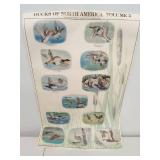 Ducks Of North America Posters