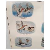 Ducks Of North America Posters