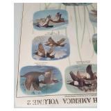 Ducks Of North America Posters
