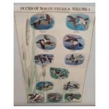 Ducks Of North America Posters
