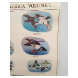 Ducks Of North America Posters