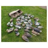 Lot of (34) Duck Decoys  with Cabella