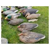 Lot of (34) Duck Decoys  with Cabella