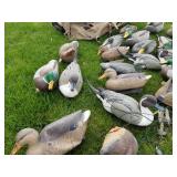 Lot of (34) Duck Decoys  with Cabella