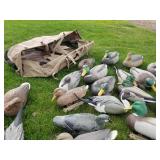 Lot of (34) Duck Decoys  with Cabella
