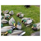 Lot of (34) Duck Decoys  with Cabella
