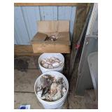 Large Assortment of Authentic Seashells from St. Petersburg, FL