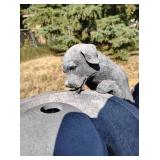 Outdoor Yard Art/Fountian