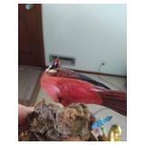 Collection of Bird Figurines