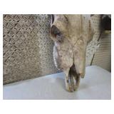 (FDS) Buffalo Skull ...