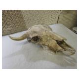(FDS) Buffalo Skull ...