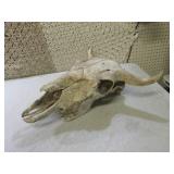 (FDS) Buffalo Skull ...