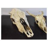 Deer Mounts