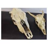 Deer Mounts