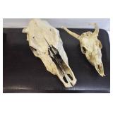 Deer Mounts