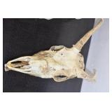 Deer Mounts