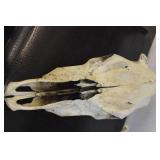 Deer Mounts