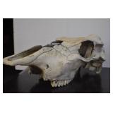Deer Mounts