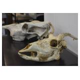 Deer Mounts