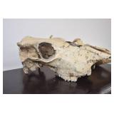 Deer Mounts