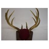 Deer Mounts
