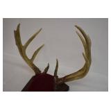 Deer Mounts