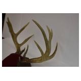Deer Mounts