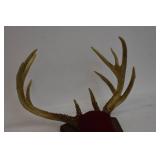 Deer Mounts