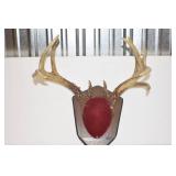 Deer Mounts